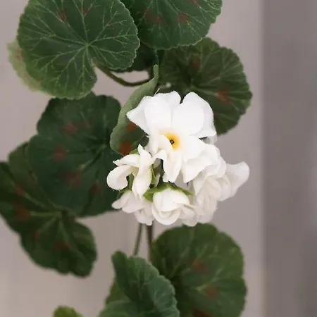 Vitouhouse * Lákones